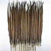 SGYLBDXIN 10Pcs/Lot Pheasant Feathers Crafts Crown Stripe Feather Wedding Decor Long Feather 15-20cm 6-8inch-65-70cm 26-28inch