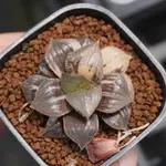 05.20 (綠太線X巴迪亞)X姆迪卡 百合科 HAWORTHIA 多肉植物 詠詠多肉