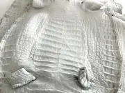 Caiman Skin Leather Crust Skin (100% Genuine skin)