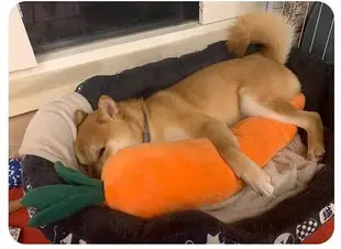 寵物發聲玩具紅蘿蔔 可當狗狗抱枕
