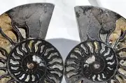RARE 1n100 BLACK Ammonite PAIR Deep Crystals 110myo FOSSIL XXL 143mm 5.6" 9313xx