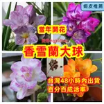 {馥郁花藝}優惠超低價香雪蘭種球 小蒼蘭球根 四季種植當年開花 庭院觀賞花卉種球 精選大球3顆僅199