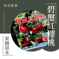 在飛比找蝦皮購物優惠-植得｜碧璽紅櫻桃🍒｜果樹苗木