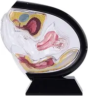 Uterus Model Female Transparent Uterine Anatomy Model Pelvic Cavity Rectum Teaching Model for Medical Educational Training (Black)