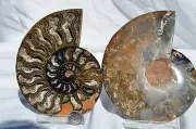 Large Black Ammonite Pair Crystals 140mm 110myo Dinosaur age FOSSIL 5.4" n2552cc