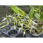 緣唇樹蘭(緣毛樹蘭) EPIDENDRUM CILIARE