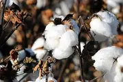 Cotton 10 Seeds Home Gardening Plant Seeds