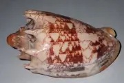 113 mm GREAT PATTERN Aulica Imperialis Volute Seashell #AB4 From Palawan Island