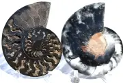Large Ammonite Split PAIR Deep Crystals XXXL 7.6" 185mm 110myo Fossil 2952op