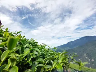 福壽山 | 福壽山農場 | 福壽山高山茶區 | 回味無窮 | 二兩(75g)