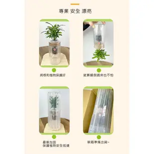 【理想小品】馬拉巴栗單支【現貨】發財樹 水耕盆栽 無土種植 觀葉植物 室內植物 完全水養 圓柱玻璃飾品 花盆 盆栽