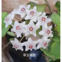 在飛比找蝦皮購物優惠-毬蘭苗 可馬尼亞納 Hoya kanya kumariana