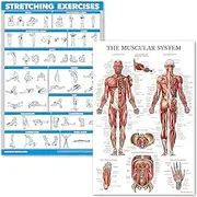 QuickFit Stretching Exercises and Muscular System Anatomy Poster Set - Laminated 2 Chart Set - Stretching Workout Routine & Muscle Anatomy Diagram (18" x 27")