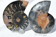 Large Black Ammonite Pair Crystal LARGE 115mm Dinosaur FOSSIL 4.5" n2162ff