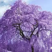 10 X Jacaranda Seeds for Home Gardening and Planting