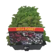 Mega Punnet Flowering Range - Lobelia String Pearls