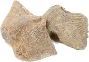 LAPYAPPE 2pcs Stone Swallow Specimen Spirifer Models for Natural Shell Specimen Museum Dinosaur Eggs Coral Aquarium Trilobite Natural Seashell Stone Decor Sand Marine Large