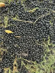 Llama Poo - The Ideal Natural Fertiliser For Indoor Plants