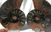 1096 RARE 1in100 BLACK Ammonite PAIR Deep Crystals 110myo FOSSIL LRG 120mm 4.8"
