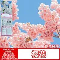 在飛比找蝦皮購物優惠-網紅植物 不錯看~ 熱銷 新采櫻花種子 樹種子紅櫻花種子 粉