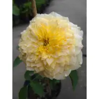 在飛比找蝦皮購物優惠-🌱小U的浪漫花園🌱玫瑰🌸 【魔力光輝】= 3.5吋黑軟盆，大