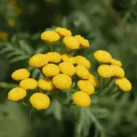 在飛比找蝦皮購物優惠-有息 摩洛哥藍艾菊精油 Blue Tansy 香氣收藏家 精