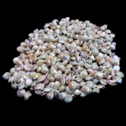Silver Swirl Conch Shells Snail Shells Natural Sea Shell approx.350 pcs