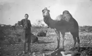 Man with Camel Wearing Hat Cul Culli District Australia 1926 OLD PHOTO
