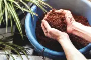 Ceylon Organic Coco Coir/Coco Peat 100% Natural Compost For Growing Natural Seed