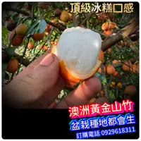 在飛比找蝦皮購物優惠-澳洲黃金山竹 阿恰恰山竹AChaCha 口感非常棒，不輸傳統