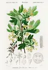 Golden Currant (Ribes Aureum) - 1849 - Botanical Illustration Poster