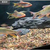 在飛比找蝦皮商城精選優惠-川藏沙 底沙 溪流沙 魚缸底沙 魚缸沙 魚缸造景 天然底沙 