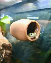Gecko Frog Wall Cave Hide Hammock Wall Decor Amphibian Reptile Tank Enrichment