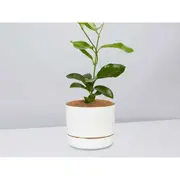 Plants in a Box Hoya Gift Box - White Pot