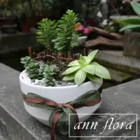 在飛比找momo購物網優惠-【ann flora】圓瓷盆多肉盆栽組合(三款以上多肉植物)