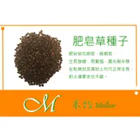 在飛比找蝦皮購物優惠-《Meilleur》肥皂草種子10元 約100粒