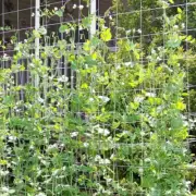 Elastic Scrog Trellis Net w/Hooks Plant Support Netting for Grow Tent 4 Sizes AU