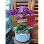 《PRETTY植感花藝坊》開幕盆栽 蘭花盆栽 開幕送禮 客製 禮品 開幕 創意盆栽 水泥盆栽