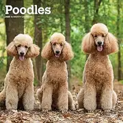 Poodles | 2025 12 x 24 Inch Monthly Square Wall Calendar | Plastic-Free | BrownTrout | Animals Dog Breeds