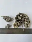 Florida Nature Paper Wasp Nest - Lot of 3 : 1 inch to 3 inches