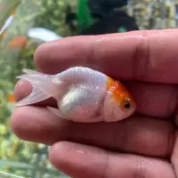 在飛比找蝦皮購物優惠-飼料 金魚 蘭壽 紅白 橘金 五花（短身、不挑）