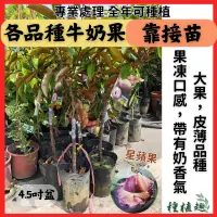 在飛比找蝦皮購物優惠-[種植趣]  牛奶果 靠接苗 新品種 大果 皮薄 甜滋滋 紫