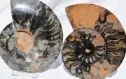 Large Black Ammonite Pair Nice Crystals 110myo Dino Age Fossil 172mm 6.8" 9537cc