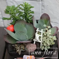 在飛比找momo購物網優惠-【ann flora】禮袋多肉盆栽組合(三款以上多肉植物)