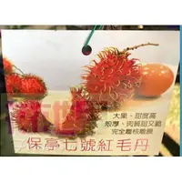 在飛比找蝦皮購物優惠-花花世界_水果果苗 保亭7號紅毛丹(嫁接苗) 7吋盆高40-