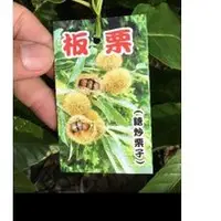 在飛比找蝦皮購物優惠-***小農之家**優質種苗「板栗」糖炒栗子 冬天落葉 嫁接苗