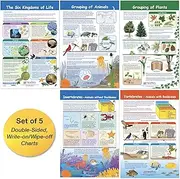 NewPath Learning 94-3502 The Six Kingdoms of Life Bulletin Board Chart Set (Pack of 5)