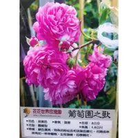 在飛比找蝦皮購物優惠-花花世界_玫瑰苗--葡萄園之歌，--淡紫色小輪強香蔓性/3.