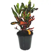 180mm Mammy - Codiaeum Croton variegatum