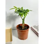 植物空間 室內植物 常綠植物 馬拉巴栗辮子型5寸 招財樹 發財樹